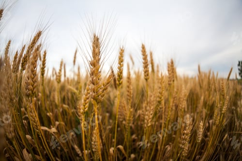 Preview: Wheat Field At Sunset. Fisheye Lens Effects