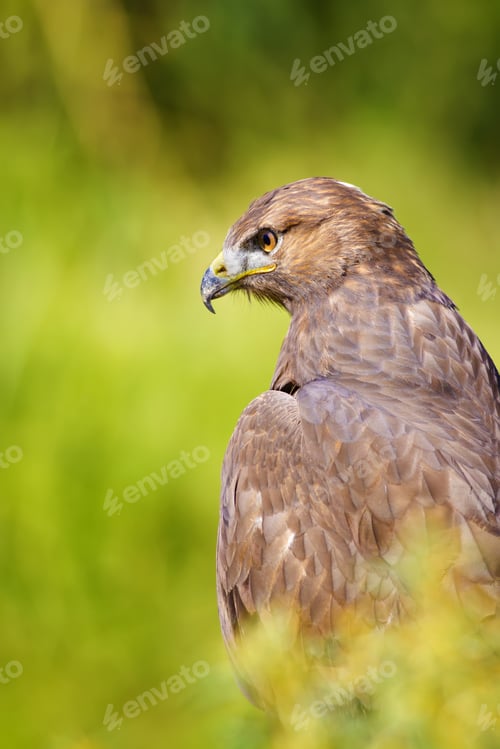 Preview: Hawk Portrait. Green Nature Background Long Legged Buzzard / Buteo Rufinus