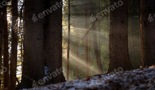 Preview: Sunbeams In The Forest At Sunrise