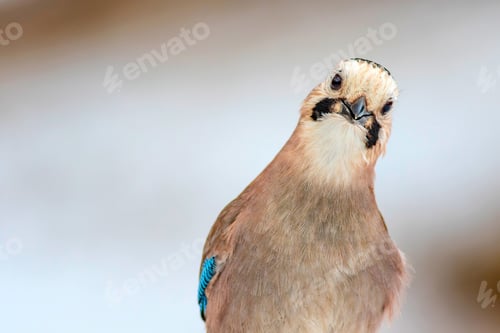 Preview: Cute Bird Eurasian Jay. Garrulus Glandarius. White Winter Background.