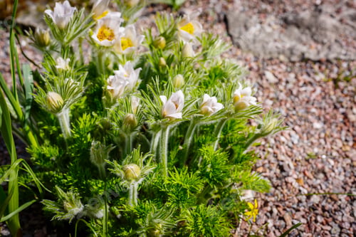 Preview: Pulsatilla Vulgaris In Spring Garden