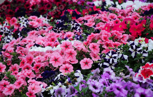 Preview: Flowerbed With Multicoloured Petunias