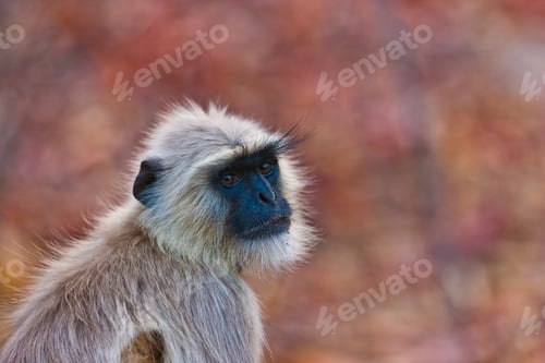 Preview: Gray Langur Also Known As Hanuman Langur In The Bandhavgarh National Park In India. Bandhavgarh Is