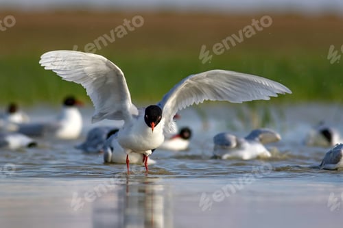 Preview: White Gulls. Blue Green Nature Background. Bird: Mediterranean Gull. Ichthyaetus Melanocephalus.