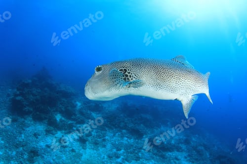 Preview: Giant Puffer Fish Pufferfish