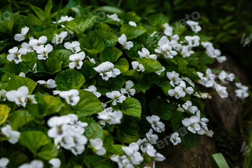 Preview: White Viola Canadensis. White Flowers In Spring Garden. Nature Background.