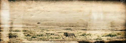 Preview: Vanishing Africa: Vanishing Africa: Vintage Style Image Of A Lion And A Lioness In The Early