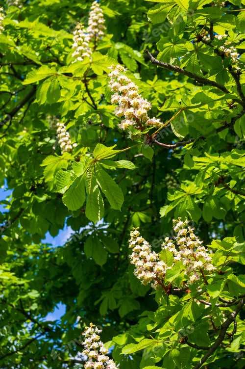 Preview: Flowering Branches Of Chestnut (Castanea Sativa) Tree, And Bright Blue Sky