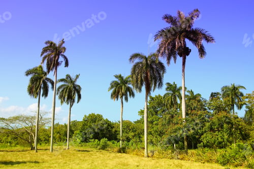 Preview: Baracoa, Cuba - Royal Palm Trees, Natural Landscape
