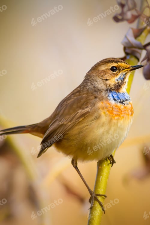 Preview: Cute Bird. Bluethroat / Luscinia Svecica