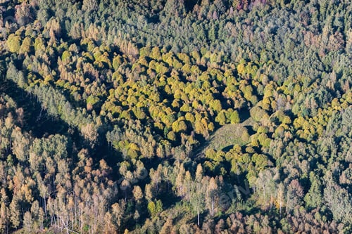 Preview: Aerial View Over The Bushes And Trees In Autumn