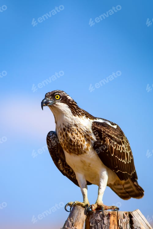Preview: Osprey. Blue Sky Background. Western Osprey / Pandion Haliaetus