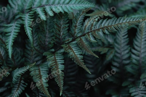Preview: Green Tropical Background With Jungle Plants. Background Of Fern Leaves. Exotic Background Of