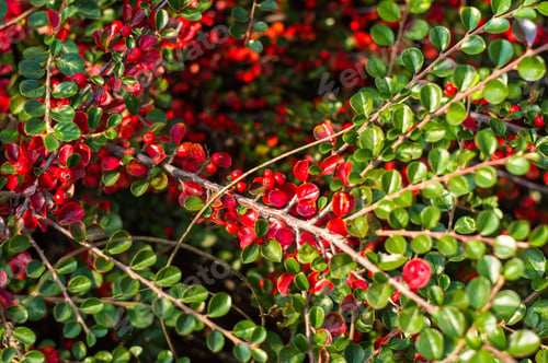 Preview: Clusters Of Red Berries Of A Cotoneaster Horizontalis Decne. Illuminated By Soft Evening Sunlight