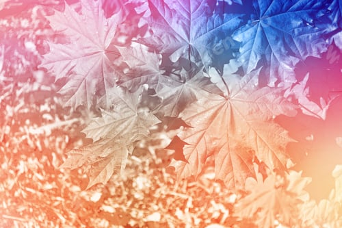 Preview: Autumn Landscape With Bright Colorful Foliage. Indian Summer.