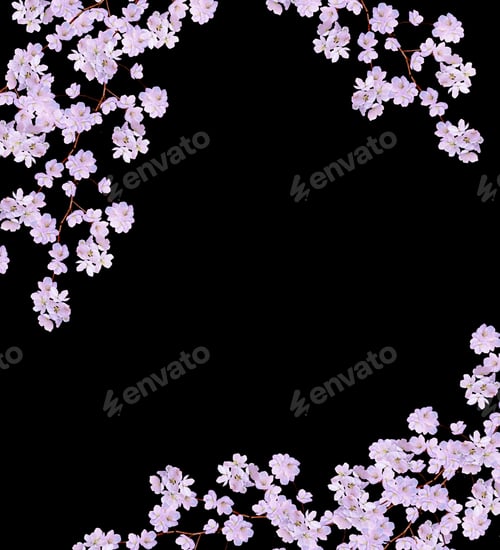 Preview: Beautiful Delicate White Flowers Of Apple Blossom Isolated On Black Background. Branch