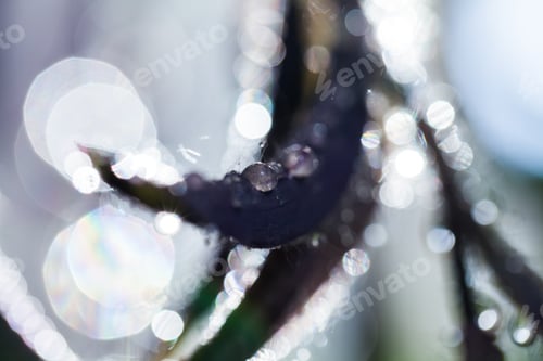 Preview: Abstract, Macro Composition With Leaves And Water Drops