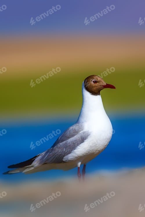 Preview: Nature And Gull. Black Headed Gull. Colorful Nature Background.