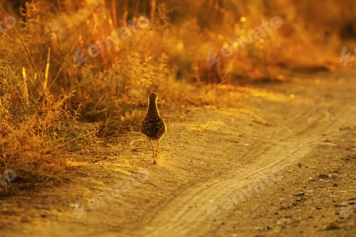 Preview: Water Bird. Sunset Nature Background.