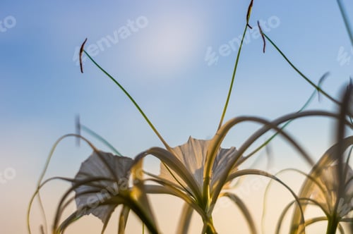 Preview: Caribbean Spider-Lily, Unique Style White Flower On Multicolored Background