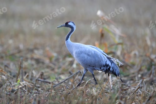 Preview: Common Cranes In The Field Mecklenburg Germany