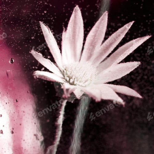 Preview: Abstract Underwater Composition With Dried Flower, Bubbles And Light