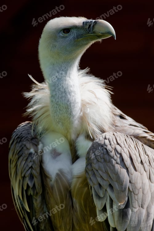 Preview: European Griffon Vulture (Gyps Fulvus Fulvus)