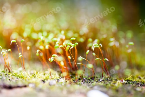 Preview: Abstract, Colorful Composition With Moss Flowers In Spring