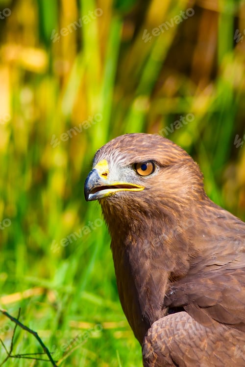 Preview: Bird Of Prey. Portrait Of Buzzard. Green Nature Background.