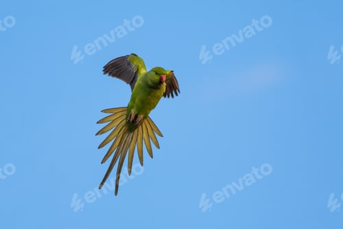 Preview: Flying Green Parrot. Bird: Rose Ringed Parakeet. Psittacula Krameri. Blue Sky Background.