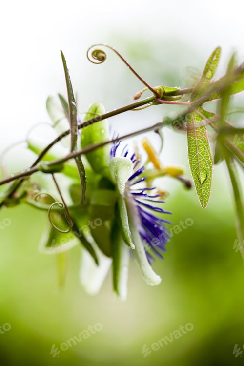 Preview: Passion Flower (Passiflora Incarnata) With Details