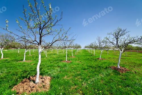 Preview: Landscape With Orchard Of Plum Trees In Blossom