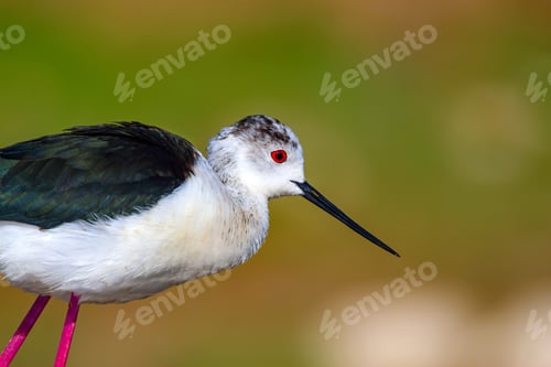 Preview: Common Water Bird Portrait. Colorful Natural Background. Bird: Black Winged Stilt. Himantopus