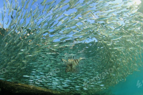 Preview: Shoal Of Sardine Fish Hunted By Lionfish