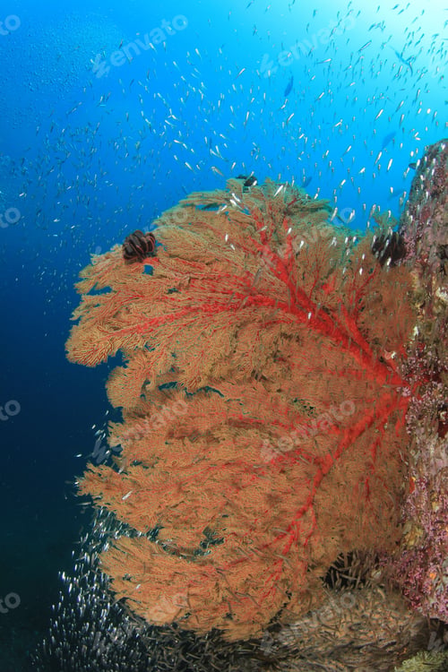 Preview: Fan Coral
