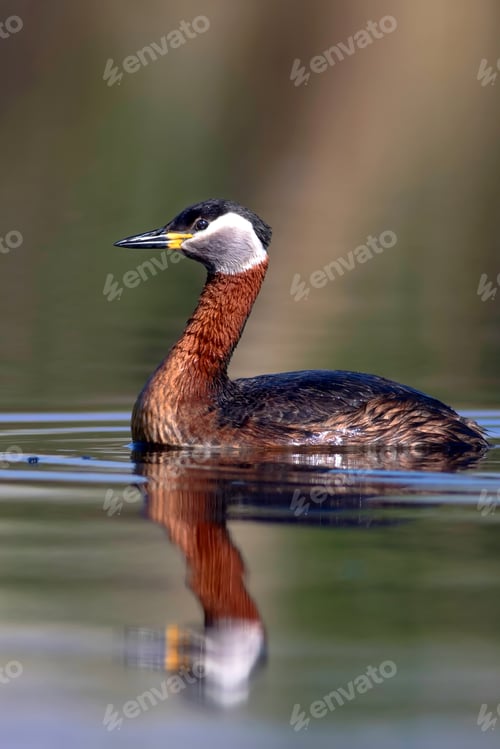 Preview: Swimming Bird. Bird: Green, Blue Nature Background. Red Necked Grebe. Podiceps Grisegena.