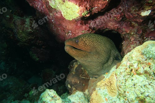 Preview: Giant Moray Eel