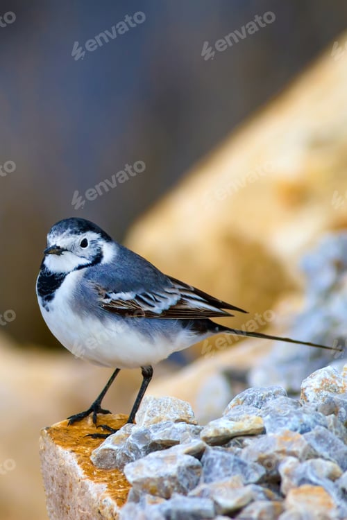 Preview: Cute White Black Bird.