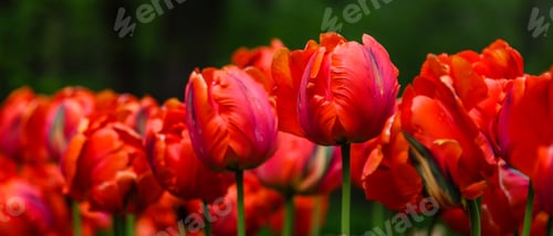 Preview: Red Flower Of Tulip Sort Parrot (Rococo). Hybrids Of Tulips - A Beautiful Spring Bulbs. Growing