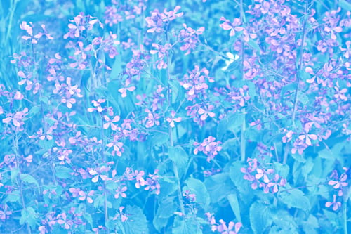 Preview: Me-Nots Wildflowers On The Background Of The Summer Landscape.