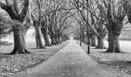 Preview: An Avenue Of Trees At Jesus Green In Cambridge, England. A High Contrast Monochrome Edit.