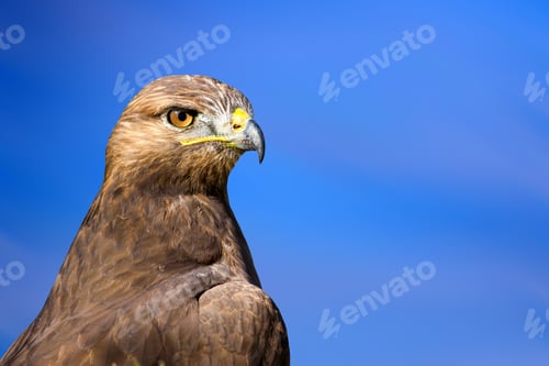 Preview: Bird Portait. Bird Of Prey. Blue Sky Background.