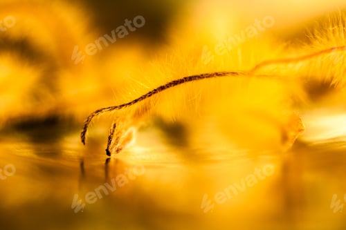 Preview: Abstract Composition With Dried Clematis Seeds And Light