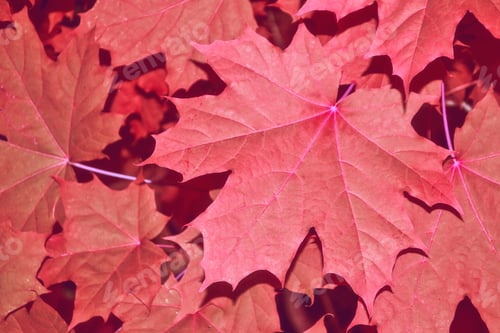 Preview: Autumn Landscape With Bright Colorful Leaves. Indian Summer.