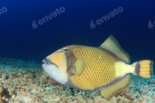 Preview: Titan Triggerfish
