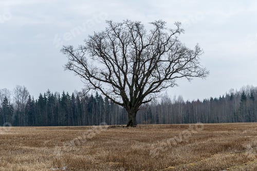 Preview: Single Isolated Large Big Tree In Nature Environment With Huge Trunk And Foliage Around