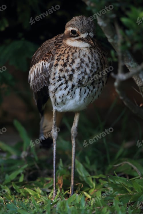 Preview: Bush Stone-Curlew Or Bush Thick-Knee Australia