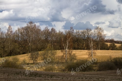 Preview: Processed Cereal Fields In Spring