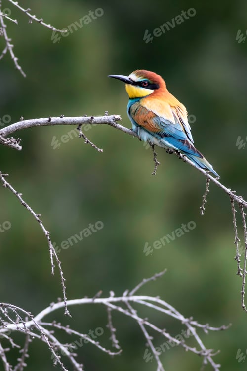 Preview: Colorful Bird. Green Nature Background. Bird: European Bee Eater. Merops Apiaster.