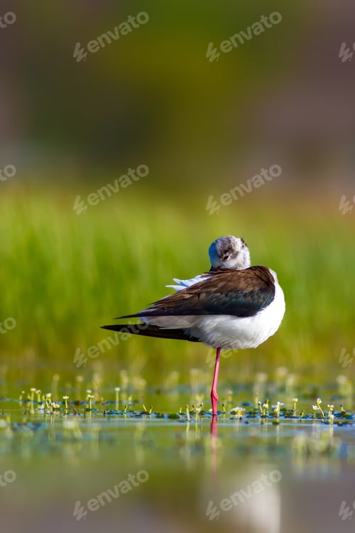Preview: Cute Bird. Common Bird Black Winged Stilt. Nature Background.
